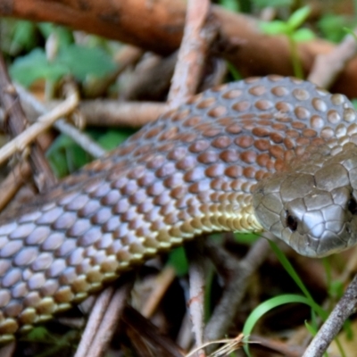 Notechis scutatus (Tiger Snake) at Seaview, VIC - 19 Oct 2014 by Petesteamer