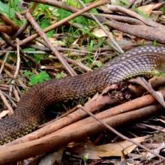 Notechis scutatus at Seaview, VIC - 19 Oct 2014 09:43 AM