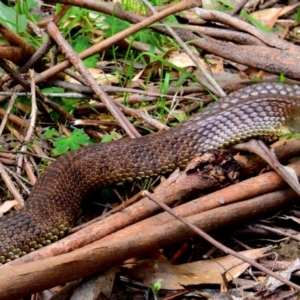 Notechis scutatus at Seaview, VIC - 19 Oct 2014 09:43 AM