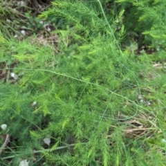 Asparagus officinalis (Asparagus) at Evatt, ACT - 19 Feb 2024 by rbannister