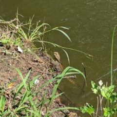 Intellagama lesueurii howittii (Gippsland Water Dragon) at Evatt, ACT - 19 Feb 2024 by rbannister