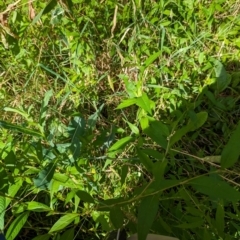 Persicaria hydropiper (Water Pepper) at Evatt, ACT - 19 Feb 2024 by rbannister