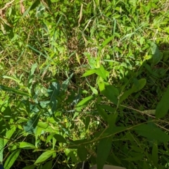 Persicaria hydropiper (Water Pepper) at Evatt, ACT - 18 Feb 2024 by rbannister