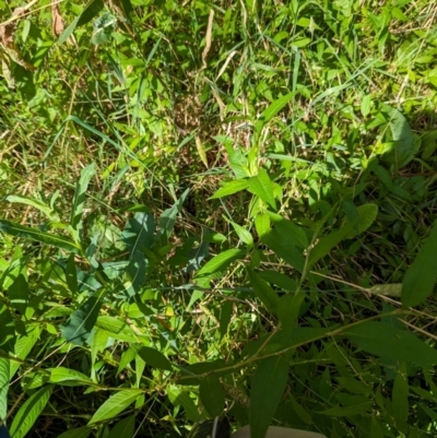 Persicaria hydropiper (Water Pepper) at Evatt, ACT - 19 Feb 2024 by rbannister
