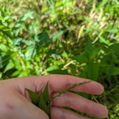 Persicaria hydropiper at Evatt, ACT - 19 Feb 2024