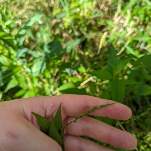 Persicaria hydropiper at Evatt, ACT - 19 Feb 2024