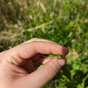 Persicaria hydropiper at Evatt, ACT - 19 Feb 2024