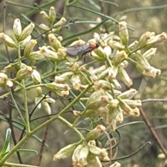 Braconidae (family) (Unidentified braconid wasp) at Yarralumla, ACT - 13 Feb 2024 by ChrisBenwah