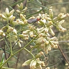 Braconidae (family) (Unidentified braconid wasp) at Stirling Park (STP) - 14 Feb 2024 by ChrisBenwah