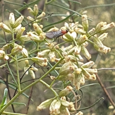 Braconidae (family) (Unidentified braconid wasp) at Stirling Park (STP) - 14 Feb 2024 by ChrisBenwah