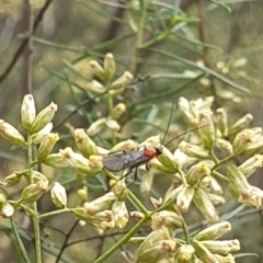 Braconidae (family) at Stirling Park (STP) - 14 Feb 2024 10:55 AM