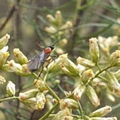 Braconidae (family) at Stirling Park (STP) - 14 Feb 2024 10:55 AM