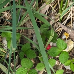 Potentilla indica (Indian Strawberry) at Evatt, ACT - 19 Feb 2024 by rbannister