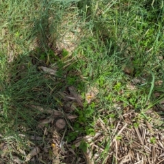 Potentilla indica at Evatt, ACT - 19 Feb 2024