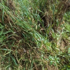 Alternanthera philoxeroides (Alligator Weed) at Evatt, ACT - 19 Feb 2024 by rbannister