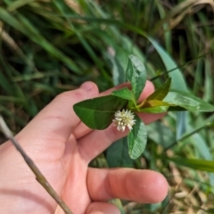 Alternanthera philoxeroides at Evatt, ACT - 19 Feb 2024