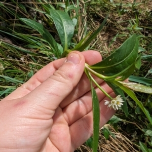 Alternanthera philoxeroides at Evatt, ACT - 19 Feb 2024