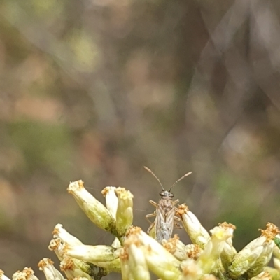 Miridae (family) (Unidentified plant bug) at Stirling Park - 14 Feb 2024 by ChrisBenwah