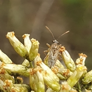 Miridae (family) at Undefined Area - 14 Feb 2024 11:06 AM