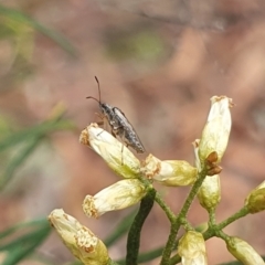 Miridae (family) at Stirling Park (STP) - 14 Feb 2024