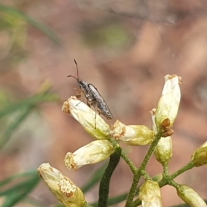 Miridae (family) at Undefined Area - 14 Feb 2024 11:06 AM