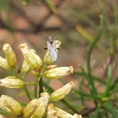 Miridae (family) at Undefined Area - 14 Feb 2024 11:06 AM