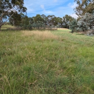 Themeda triandra at Evatt, ACT - 19 Feb 2024