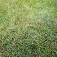 Themeda triandra at Evatt, ACT - 19 Feb 2024