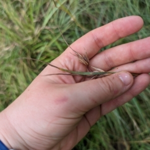 Themeda triandra at Evatt, ACT - 19 Feb 2024