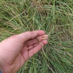 Themeda triandra at Evatt, ACT - 19 Feb 2024