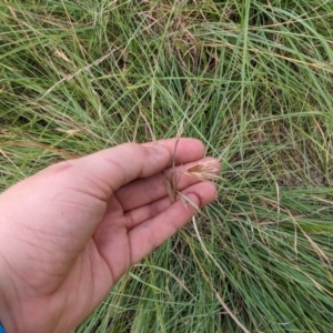 Themeda triandra at Evatt, ACT - 19 Feb 2024