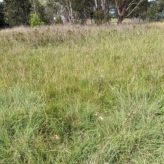 Themeda triandra at Evatt, ACT - 19 Feb 2024