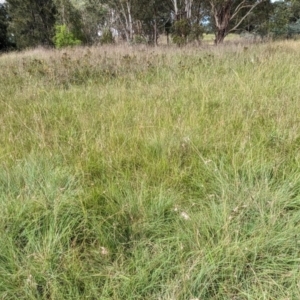 Themeda triandra at Evatt, ACT - 19 Feb 2024 10:30 AM