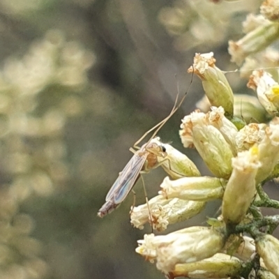 Chironomidae (family) (Non-biting Midge) at Stirling Park (STP) - 14 Feb 2024 by ChrisBenwah