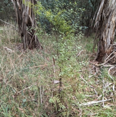 Pittosporum tenuifolium (Kohuhu) at Evatt, ACT - 19 Feb 2024 by rbannister