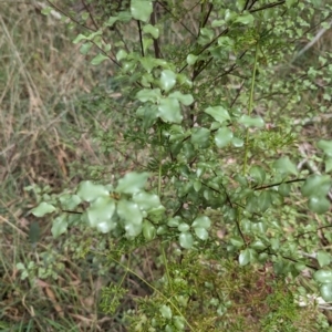 Pittosporum tenuifolium at Evatt, ACT - 19 Feb 2024