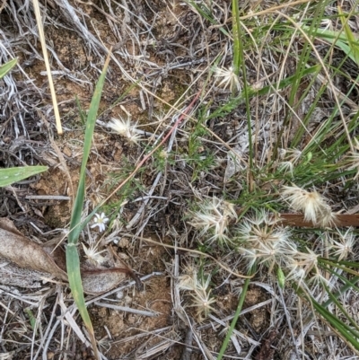 Vittadinia muelleri (Narrow-leafed New Holland Daisy) at Evatt, ACT - 18 Feb 2024 by rbannister