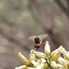 Geron sp. (genus) (Slender Bee Fly) at Yarralumla, ACT - 14 Feb 2024 by ChrisBenwah