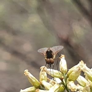 Geron sp. (genus) at Stirling Park (STP) - 14 Feb 2024 11:24 AM