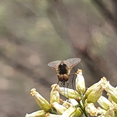 Geron sp. (genus) (Slender Bee Fly) at Stirling Park (STP) - 14 Feb 2024 by ChrisBenwah