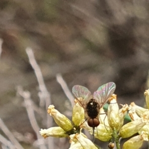 Geron sp. (genus) at Stirling Park (STP) - 14 Feb 2024 11:24 AM