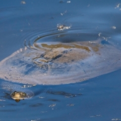 Chelodina longicollis at Chiltern-Mt Pilot National Park - 12 Nov 2023 by Petesteamer