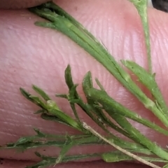 Vittadinia muelleri (Narrow-leafed New Holland Daisy) at Evatt, ACT - 18 Feb 2024 by rbannister