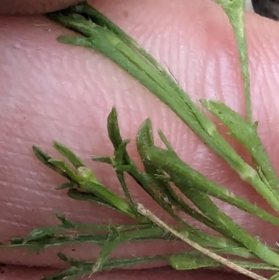 Vittadinia muelleri (Narrow-leafed New Holland Daisy) at Evatt, ACT - 19 Feb 2024 by rbannister