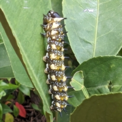 Papilio anactus (Dainty Swallowtail) at Lions Youth Haven - Westwood Farm - 19 Feb 2024 by HelenCross