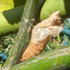 Papilio anactus at Lions Youth Haven - Westwood Farm - 19 Feb 2024