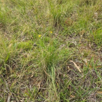 Nassella trichotoma (Serrated Tussock) at Evatt, ACT - 19 Feb 2024 by rbannister