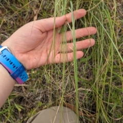 Nassella trichotoma at Evatt, ACT - 19 Feb 2024 10:33 AM