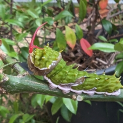 Papilio aegeus (Orchard Swallowtail, Large Citrus Butterfly) at Lions Youth Haven - Westwood Farm - 19 Feb 2024 by HelenCross