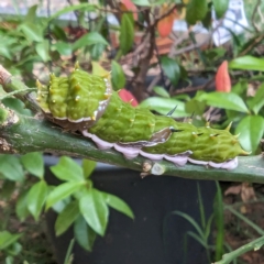 Papilio aegeus at Lions Youth Haven - Westwood Farm A.C.T. - 19 Feb 2024